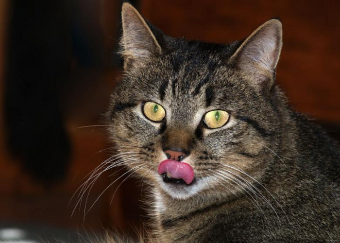 Tidak Kalah Cantik Dengan Kucing Ras! Ini Rekomendasi Warna Kucing Kampung Yang Bisa Kamu Pelihara