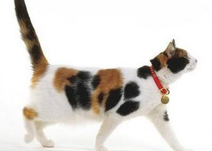 Memiliki Warna Bulu yang Unik, Inilah 7 Fakta dan Mitos Kucing Calico Sebagai Pembawa Keberuntungan