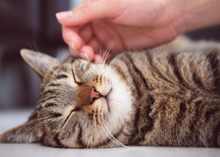 4 Jenis Bahasa Tubuh Kucing yang Perlu Diketahui! Ternyata ini Tanda Kucing Mau Dielus!