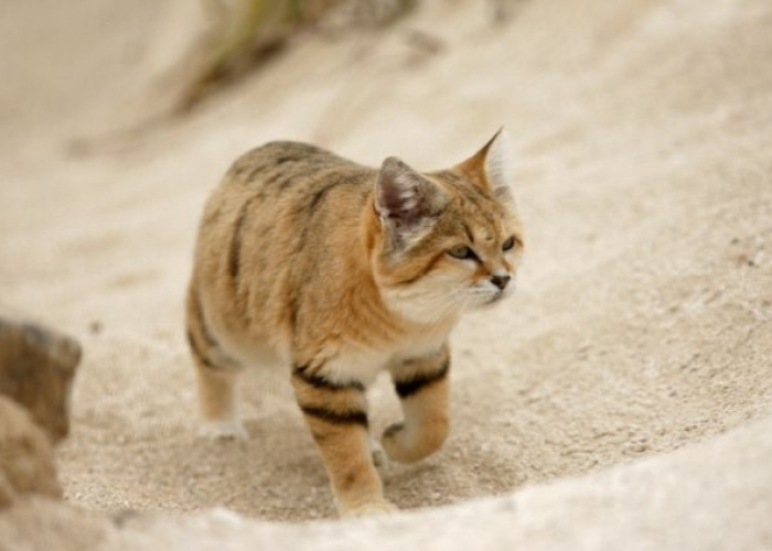 Melihat Pesona Kucing Pasir dari Dekat; Si Kecil Penjelajah Gurun Pasir yang Tangguh
