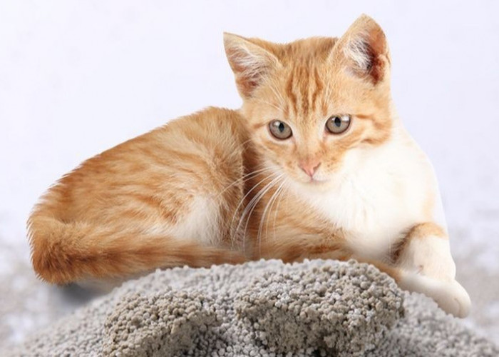 Anabul Masih Pipis Sembarangan? Ini 4 Cara Mengajari Kucing Menggunakan Kotak Pasir dengan Tepat