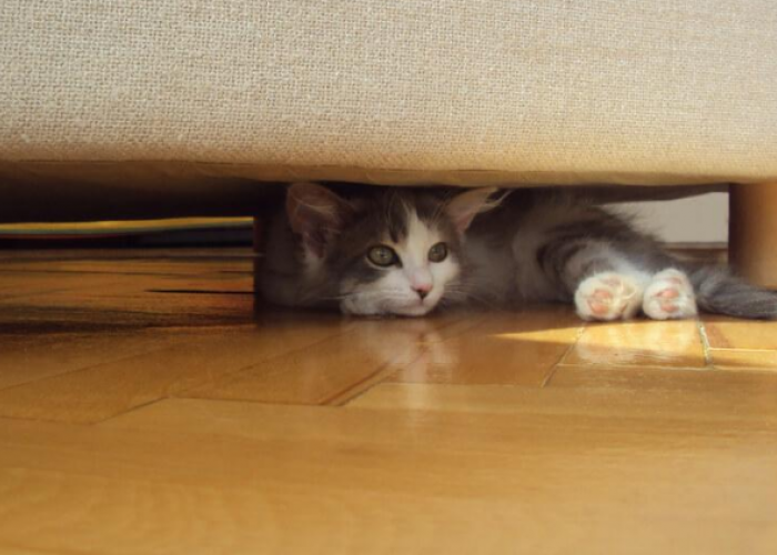 Berikut 6 Tempat di Rumah yang Disukai Kucing Tidur, Cek Kolong Kasur kalau Anabul Menghilang