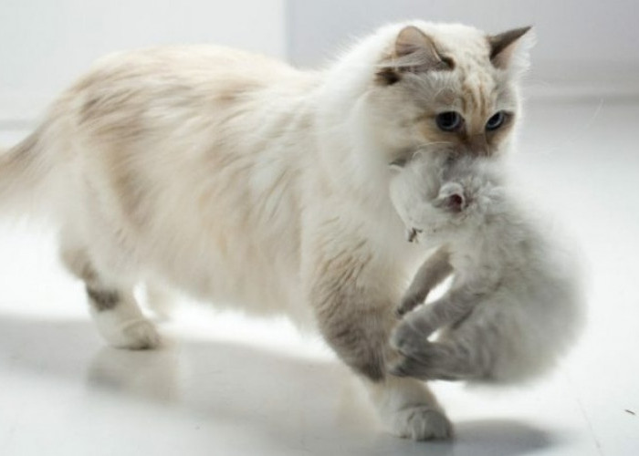 Apakah Benar Induk Kucing Baru Melahirkan Dapat Memindahkan Anaknya Sebanyak Tujuh Kali? Apa Alasannya?