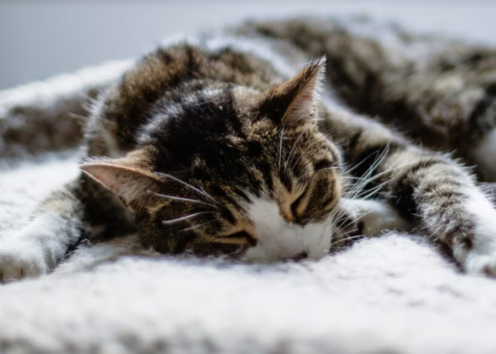 4 Tanda Kucing Peliharaan Sedih yang Perlu Kamu Ketahui, Beserta Penyebabnya!
