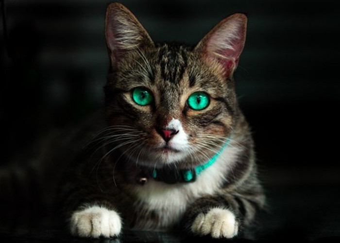 Menurut Peneliti: Kucing Memiliki Kecerdasan Sebanding Manusia Usia 2 Tahun dan 3 Tanda Kucing Cinta Kamu