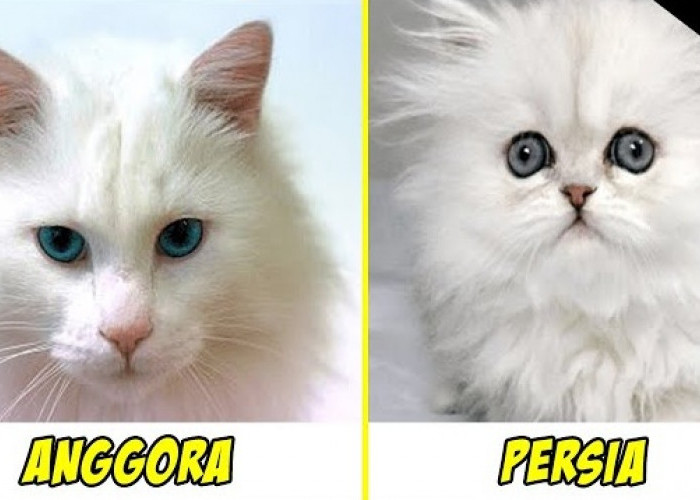 Bingung Bedakan Kucing Persia dengan Kucing Anggora? Ayo Ketahui 3 Perbedaannya!