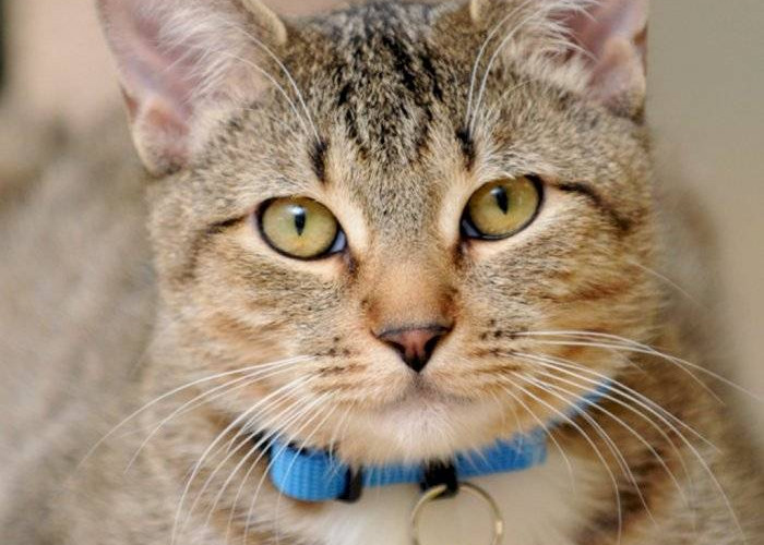 Jangan Dipotong! Inilah 5 Fungsi Kumis Pada Kucing yang Sangat Penting Untuk Keberlangsungan Hidupnya