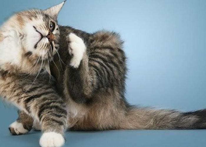 Inilah 6 Ciri Ciri Kucing Banyak Kutunya Yang Perlu Kamu Waspadai Sebagai Pemilik Kucing 