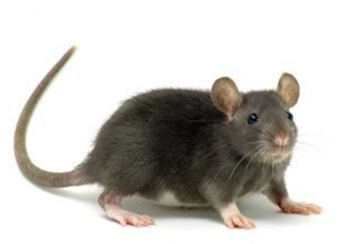 Membasmi Tikus dengan Garam; Ampuh atau Mitos? Berikut Pendapat Ahli tentang Hal ini 