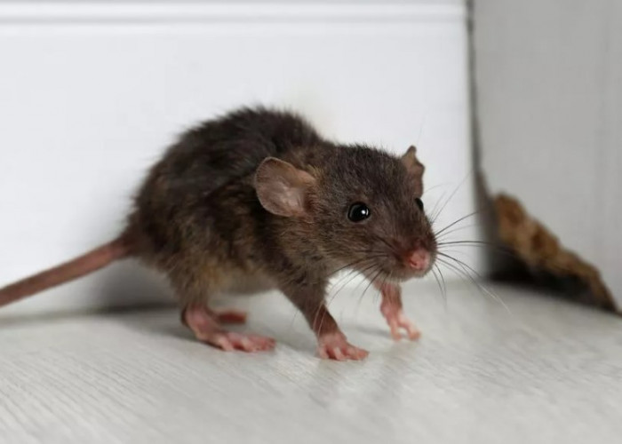 Waspada! Ini 5 Jenis Penyakit yang Ditularkan Tikus, Serta Cara Mencegahnya
