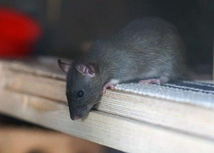 Ini Dia 5 Tips Ampuh Mengusir Tikus di Plafon Rumah, Nomor 2 Bikin Tikus Mati Hingga Kelaparan Ditempat