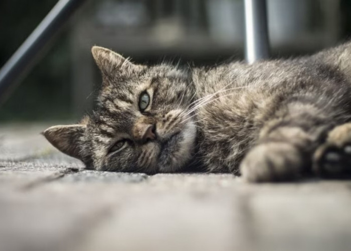 Mengenal 5 Tanda-Tanda Kucing Depresi, Apakah Kucingmu Salah Satunya? 