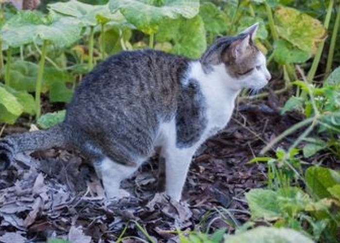 8 Bau Tidak Disukai Anabul Menjadi Solusi Mengusir Kucing Kampung yang Sering Berak Sembarangan, Tanpa Sakit!