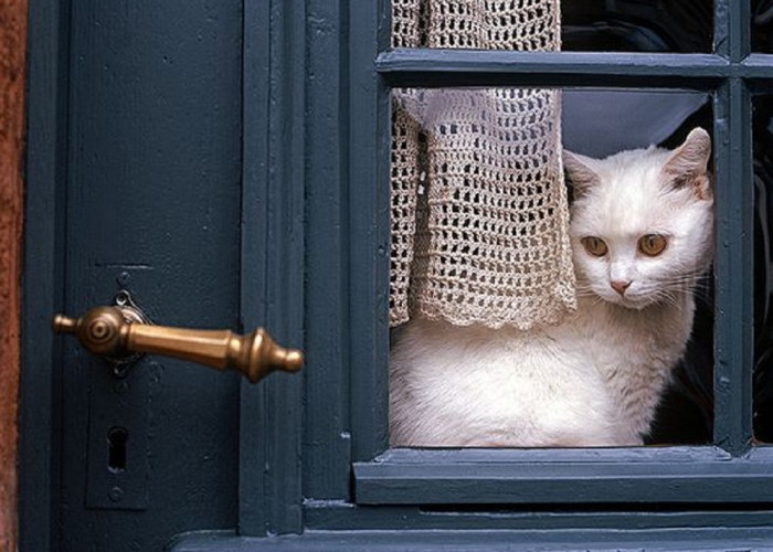 Bikin Gemes! Ini Dia 6 Alasan Kucing Suka Menunggu di Depan Pintu Rumahmu