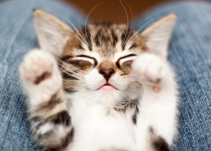Anak Kucing Buta dan Tuli? Berikut 4 Fakta Unik Anak Kucing atau Kitten yang Jarang diketahui!