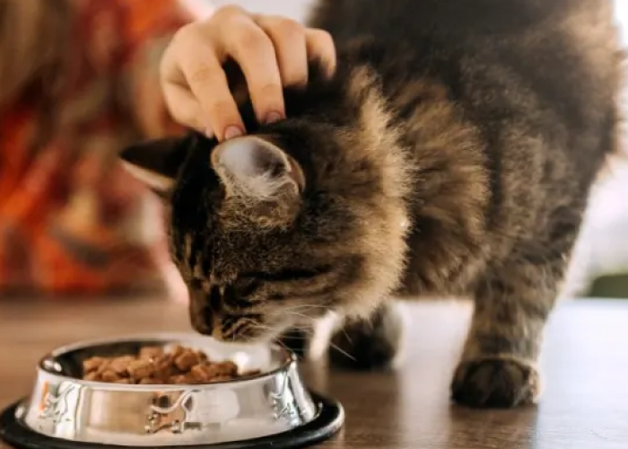 No. 4 Paling Sehat! Ini 4 Makanan Olahan Rumah yang Disukai Kucing Kampung, dan Sehat Untuk Kesehatan Bulu