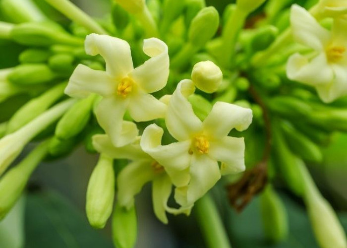 Pengidap Asam Lambung Harus Konsumsi Bunga Pepaya! Inilah 5 Manfaat Bunga Pepaya Bagi Kesehatan