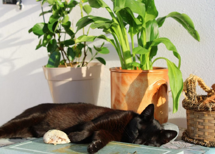 Mengenal 5 Tanaman Herbal Yang Tidak Disukai Kucing, Cocok Untuk Mengusir Kucing Liar Yang Suka Berak di Rumah