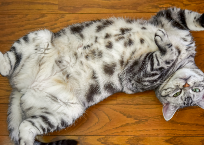 Apakah Anabul Bahagia? Ini 6 Pertanda Kucing Peliharaan Bahagia dengan Pemilik dan Hidupnya