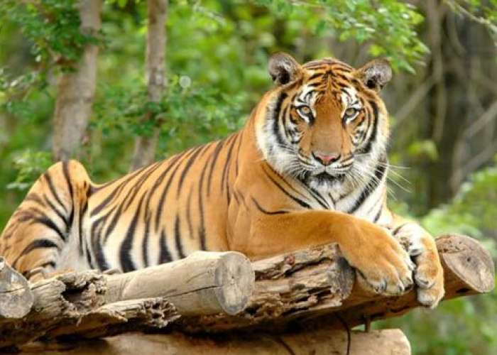 Spesies Terlangka Di Indonesia! Yuk Mengenal 10 Fakta Menarik Tentang Harimau Jawa 