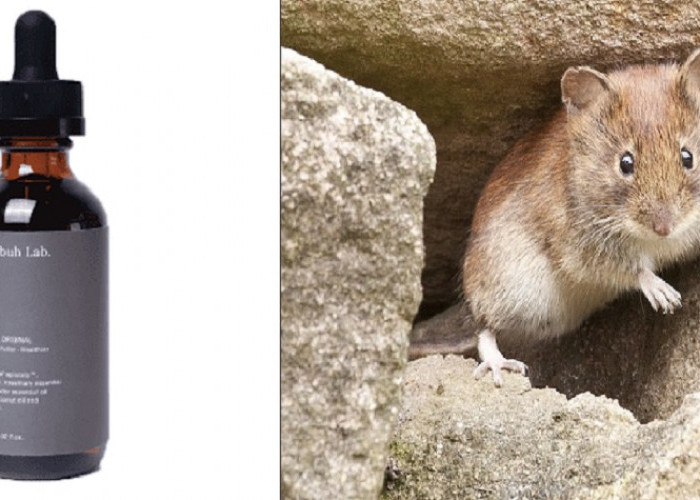 Studi Mengungkapkan Rupanya Ini 5 Jenis Bau Wewangian Yang Dapat Mengusir Tikus, Apa Saja?