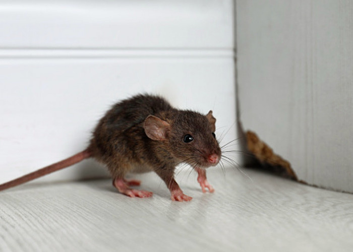 Begini Loh Cara Unik Usir Tikus, Kata Peneliti: Ampuh! Berikut 7 Cara Unik Mengusir Tikus di Rumah