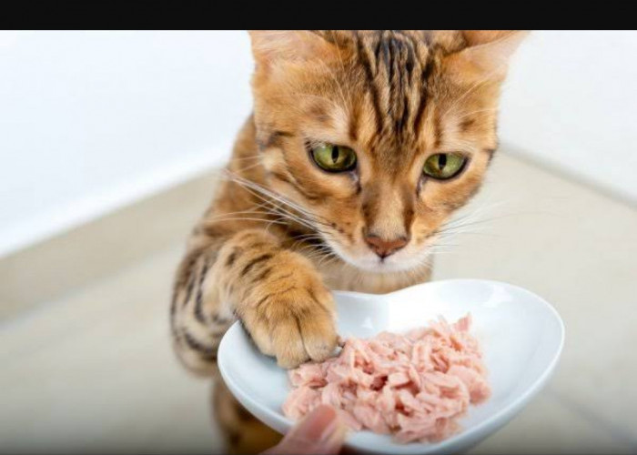 3 Merk Makanan Kucing untuk FLUTD, Jaga Kesehatan Anabul dari Pola Makannya