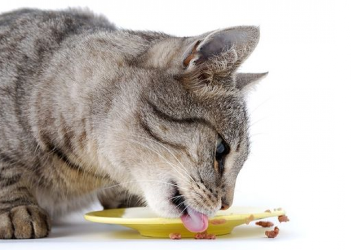 Cat Lover Wajib Tahu! Ini Dia 10 Makanan Yang Tidak Boleh Dimakan Kucing, Bisa Mengancam Nyawa