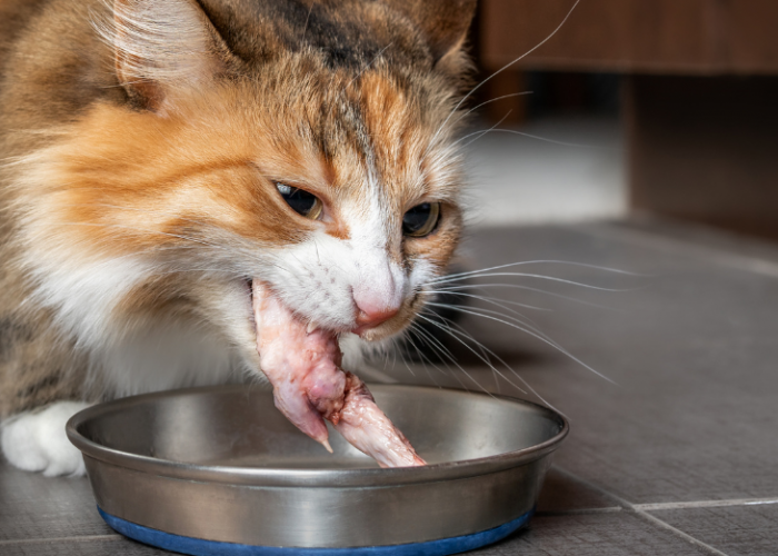 Resep Masakan Daging Ayam Untuk Kucing, yang Penuh Nutrisi dan Membuat Mereka Ketagihan!