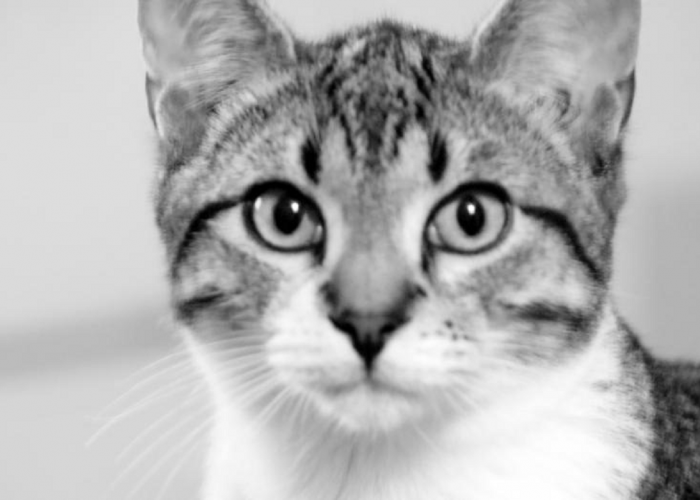 Ini Maksimal Umur Kucing Jika Tidak Dipelihara Oleh Manusia, Bisa Lebih Panjang Dari Kucing Peliharaan! 
