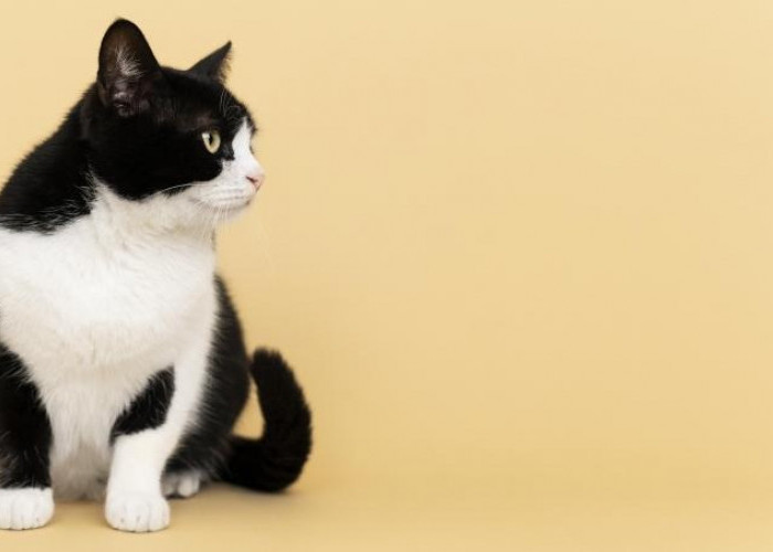 Kucing Liar Sering BAB di Halaman Rumah? Gunakan Cara Alami untuk Mengusir Tanpa Kekerasan, Inilah 3 Caranya!