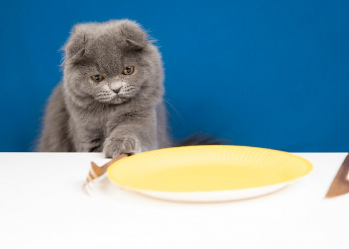 Pelajari Dulu Sebelum Pelihara! Ini 3 Waktu Tepat Memberi Makan Kucing, Simak Penjelasannya
