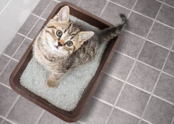 Cara Mengajari Kucing Buang Air di Kotak Pasir Agar Tidak Sembarangan