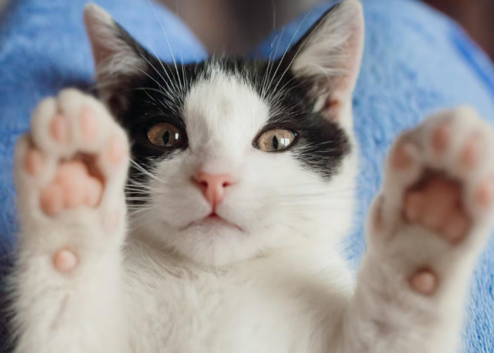 Apakah Kucing Kita Bahagia? Simak 5 Cara Berikut Untuk Mengetahui Mereka Bahagia atau Tidak!