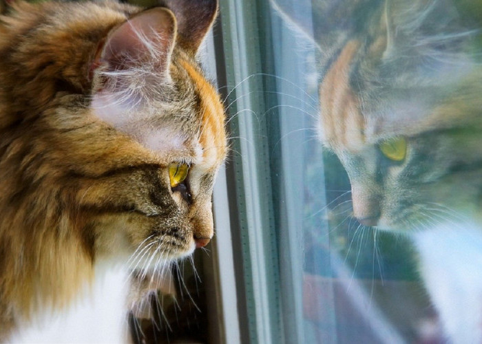 Apakah Kucing Bisa Melihat Warna Yang Sama Dengan Manusia? Yuk Simak Jawabannya Disini 