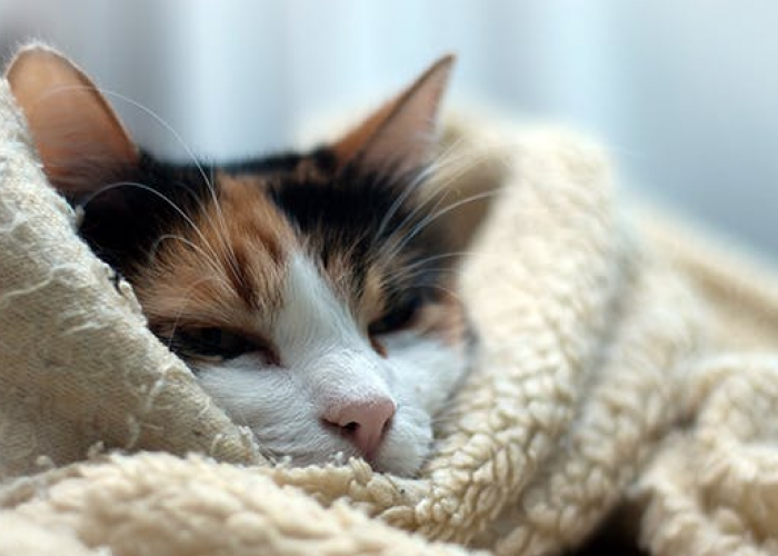 Kenapa Kucing Gemetar? Simak 4 Penyebab dan Cara Mengatasinya Berikut Ini