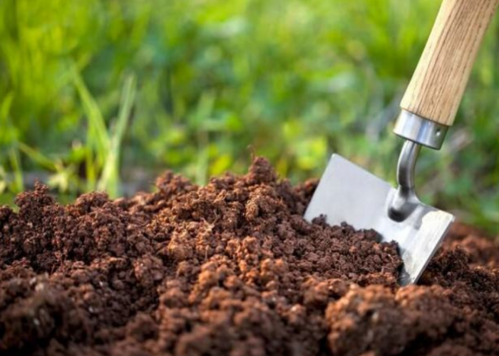Kenali 3 Jenis Tanah yang Cocok untuk Tanaman Hias agar Tumbuh Subur dan Cocok Jadi Dekorasi Rumah