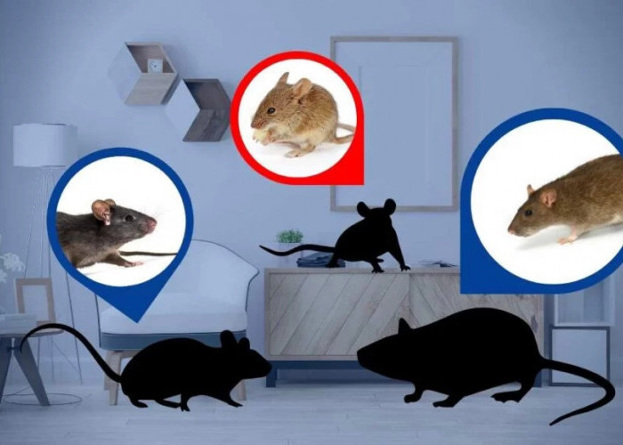 Cegah Kedatanagn Tikus! Selain Itu Ampuh Mengusir Tikus dari Rumah, Inilah 5 Tips ampuhnya!