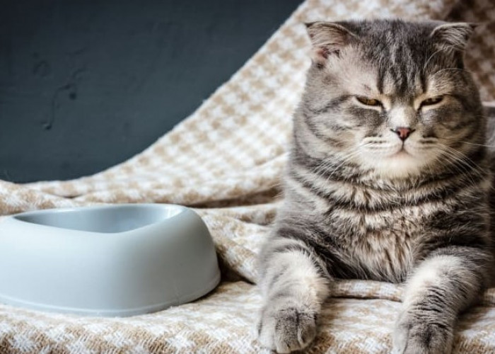 Kucing Tidak Mau Makan Secara Tiba-tiba, Kita Harus Apa? Berikut Cara Menolong dan Penyebabnya