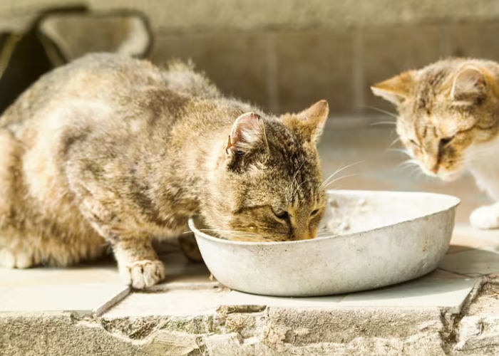 Mengapa Kucing Kampung Selalu Lapar? Simak 3 Alasan Kucing Kampung Selalu Lapar Berikut ini!
