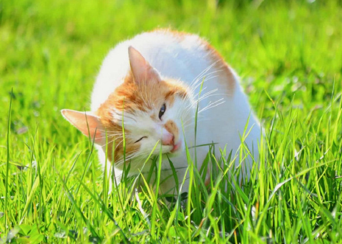 Ternyata Ini Lho 3 Alasan Kenapa Kucing Memakan Rumput, Pertanda Kucing Sedang Sakit?