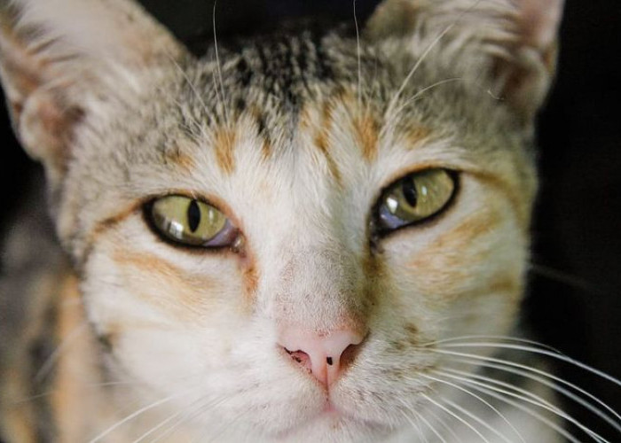 Kenali 5 Penyebab Mata Kucing Berair, Beserta Cara Tepat Mengatasinya 