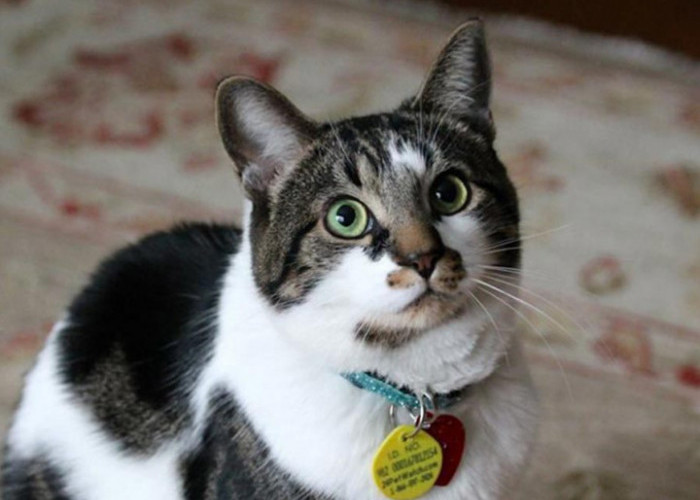 Jangan Beri Hukuman! Berikut 4 Tips Merawat Kucing Kampung Agar Nurut