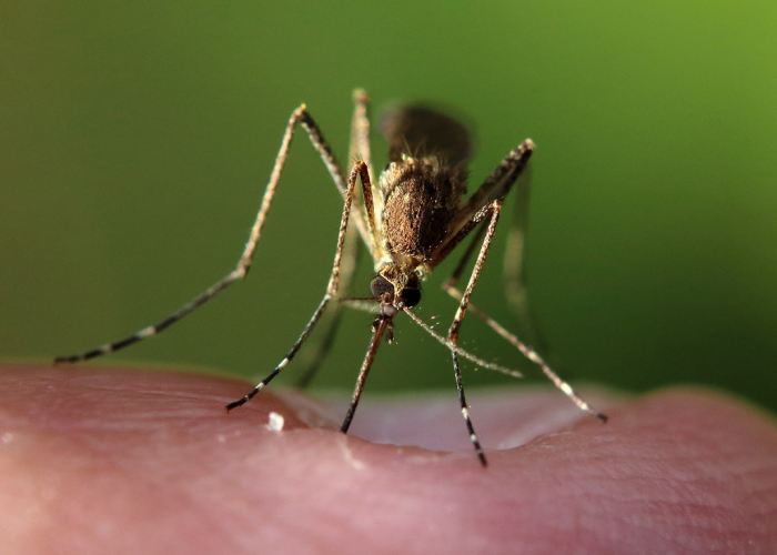 Ternyata Ini Cara Mencegah Nyamuk Bersarang Di Rumah, Semua Cara Mudah Dipraktikkan! Begini Caranya