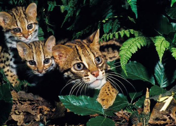 Kucing Hutan Jawa, Hewan Lucu yang Ternyata Sangat Dilindungi