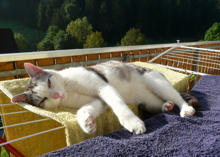 Bukan Tanpa Sebab, Inilah 6 Alasan Kenapa Kucing Sering Tidur, Bukan Berarti Males-malesan Lho! 