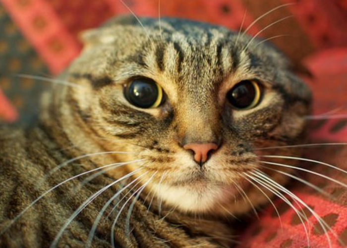 Harus Peka! Ini 6 Tanda Kucing Sedang Marah Pada Pemiliknya, yang Sering Disembunyikan