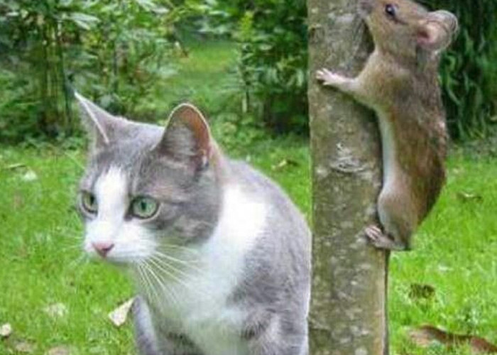 Inilah 3 Hewan Peliharaan Yang Dapat Mengusir Tikus Keluar Rumah, Solusi Praktis Atasi Tikus!