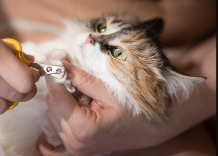 3 Cara Memotong Kuku Kucing Sendiri dengan Aman, Bermain dengan Anabul Jadi Lebih Aman