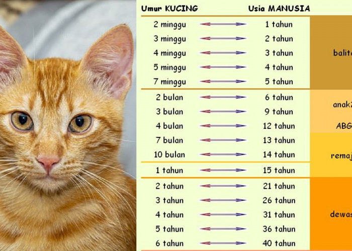 Catlovers Wajib Tahu! Umur Kucing 4 Tahun Sama dengan Umur Manusia 32 Tahun, Begini Cara Menghitungnya